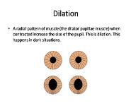Anatomy of The Eye PowerPoint Presentation Notes