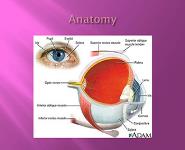 Eye Infections PowerPoint Presentation Notes