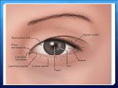 Basic Anatomy and Physiology of The Eye