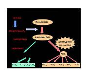 Ocular Pharmacology II PowerPoint Presentation Notes