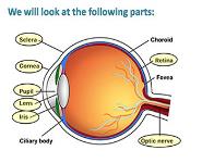 The Human Eye Structure PowerPoint Presentation Notes