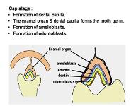 Development of Teeth PowerPoint Presentation