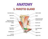 Salivary Gland Disorders PowerPoint Presentation