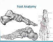 Common Foot And Ankle Disorders PowerPoint Presentation Notes