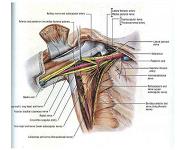 Radial Nerve PowerPoint Presentation Notes