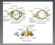 Cervical Spine Injuries PowerPoint Presentation Notes