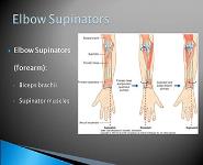 The Wrist Hand Forearm and Elbow PowerPoint Presentation