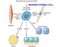 Regeneration-Healing PowerPoint Presentation Notes