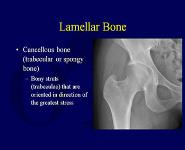 Biology of Bone Repair PowerPoint Presentation Notes