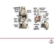 Foot and Ankle Injuries and Pain PowerPoint Presentation