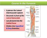Radial and Ulnar Nerves PowerPoint Presentation Notes
