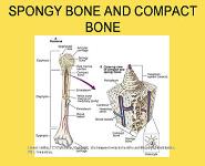 Musculoskeletal System PowerPoint Presentation Notes