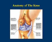 Osteoarthritis Knee PowerPoint Presentation
