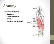 Quadriceps and Patellar Tendon Injuries PowerPoint Presentation