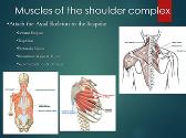 The Shoulder Complex