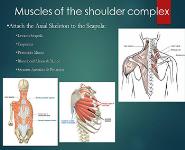 The Shoulder Complex PowerPoint Presentation Notes