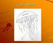 Sports Medicine Introduction PowerPoint Presentation Notes