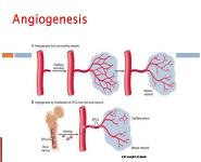 Wound Healing PowerPoint Presentation