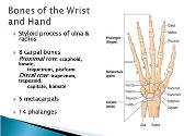 Wrist and Hand
