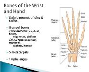 Wrist and Hand PowerPoint Presentation Notes