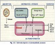 About Pharmacokinetics PowerPoint Presentation Notes