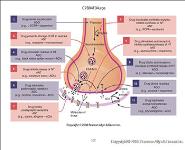 About Psychopharmacology PowerPoint Presentation