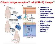 Cancer Immunotherapy and Its Immunologic Complications PowerPoint Presentation Notes