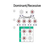 Pharmacogenetics and Pharmacogenomics PowerPoint Presentation