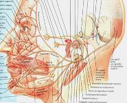 Facial Nerve Paralysis PowerPoint Presentation Notes