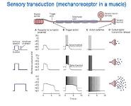 Sensory Systems PowerPoint Presentation
