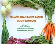 Penanganan Pasca Panen Sayur Sayuran PowerPoint Presentation