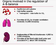 Acid-Base Balance PowerPoint Presentation