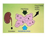 Acid-Base PowerPoint Presentation