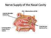 Anatomy of Nose and Paranasal Sinus