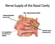 Anatomy of Nose and Paranasal Sinus PowerPoint Presentation Notes