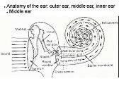 Hearing-Physiology