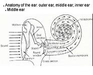 Hearing-Physiology PowerPoint Presentation