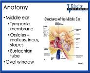 Auditory System PowerPoint Presentation
