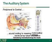 Hearing Loss in The Geriatric Population PowerPoint Presentation