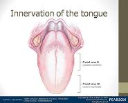 Anatomy and Physiology-Internal and External Ear Nose and Sinuses Oral Cavity and Pharynx Or Throat PowerPoint Presentation