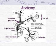 Facial Nerve Palsy PowerPoint Presentation Notes