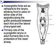 Physiology of Larynx PowerPoint Presentation