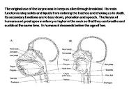 Phonation and Laryngeal Anatomy and Physiology PowerPoint Presentation