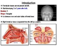 Paranasal Air Sinuses PowerPoint Presentation Notes