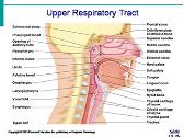 The Respiratory System