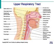 The Respiratory System PowerPoint Presentation