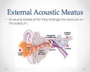 Sense of Hearing and Equilibrium PowerPoint Presentation