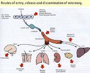 Pathology of Infectious Diseases PowerPoint Presentation