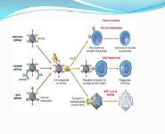 Immunopathology PowerPoint Presentation Notes