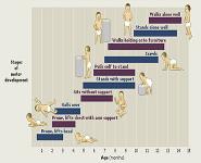 Growth and Development PowerPoint Presentation Notes